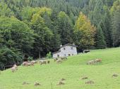 40 Mucche al pascolo